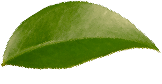 GenYou